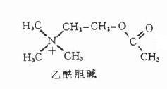 在组织内迅速被 a href="#" data-lemmaid="2523529">胆碱酯酶 /a>