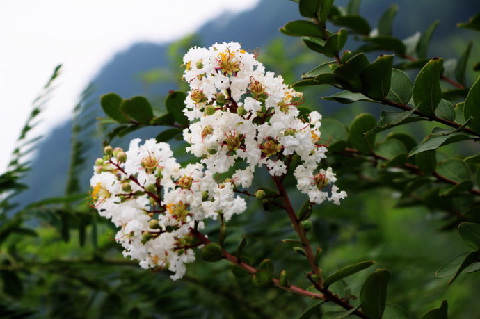 木子花