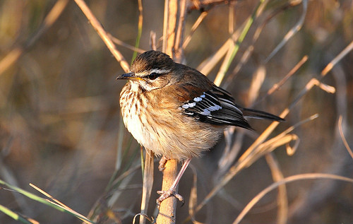  p>白眉薮鸲(英文名:red-backed scrub-robin, white-browed scrub