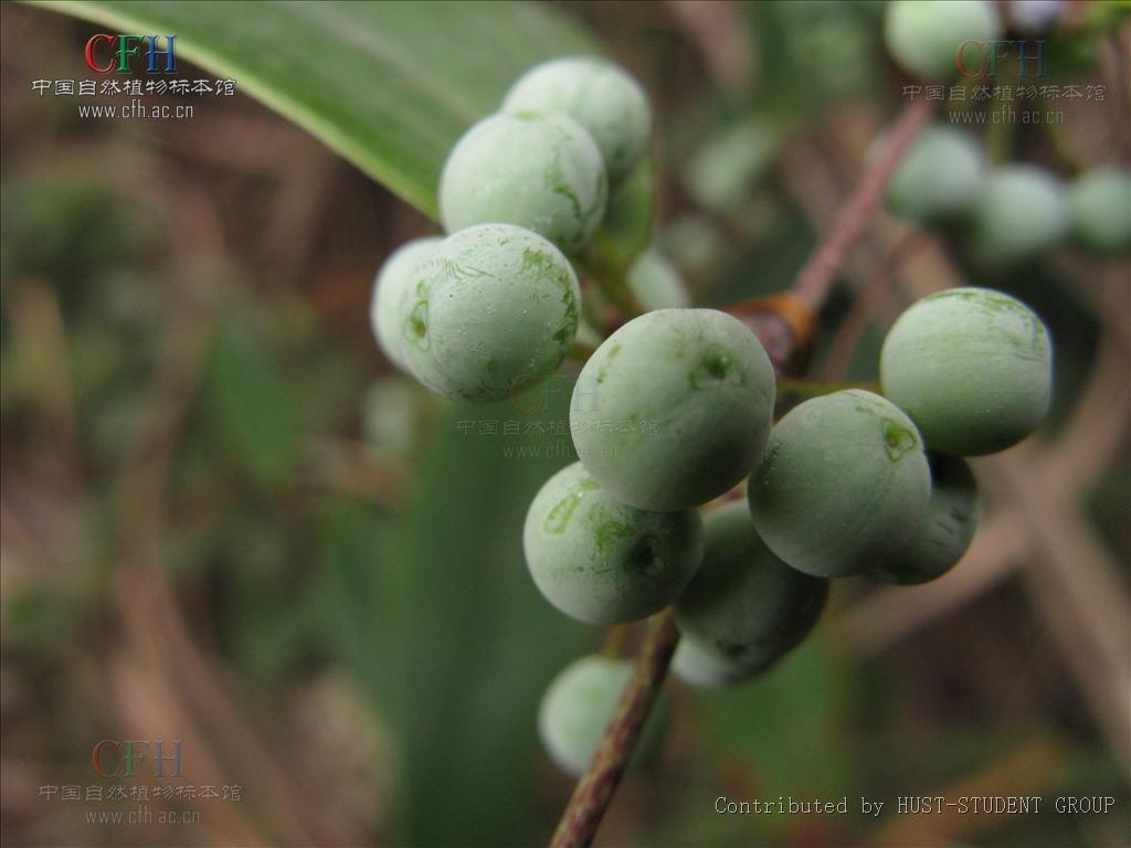 土茯芩