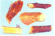 为桑科柘属植物柘树 i>maclura tricuspidata/i carrière i>cud