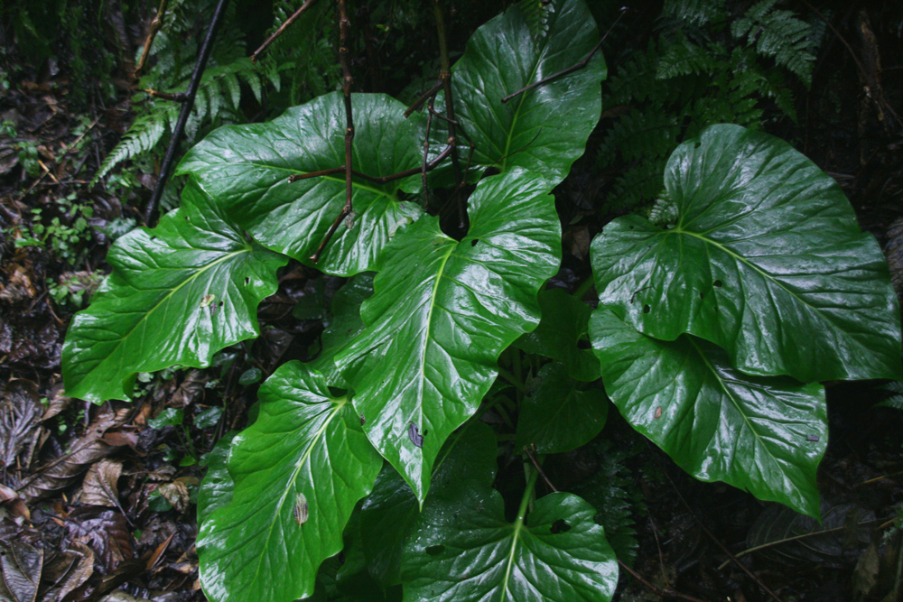 [f. sagittatum gilib; em></p></a>polygonum fagopyrum /em> l.