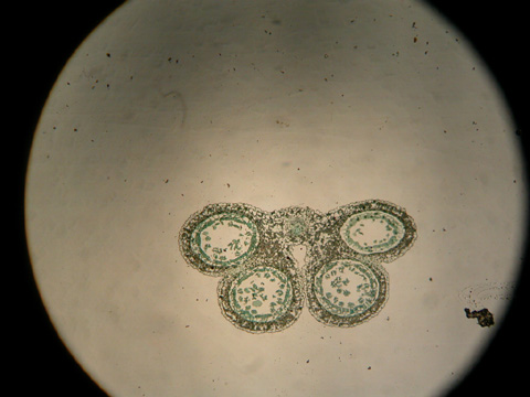  p>花粉囊(pollensac),  a href="#" data-lemmaid="2375527">雄蕊 /a