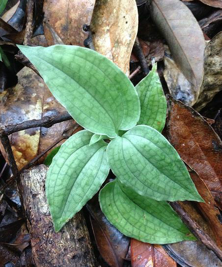 p>绿花斑叶兰(学名 i>goodyera viridiflora/i(bl bl.