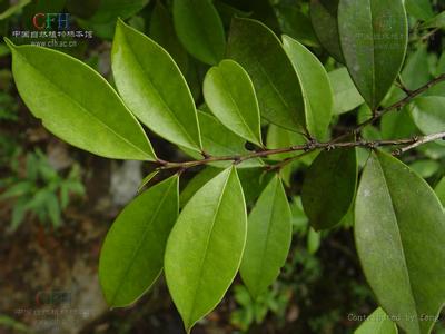 hu)是冬青科,冬青属植物,耐阴植物.