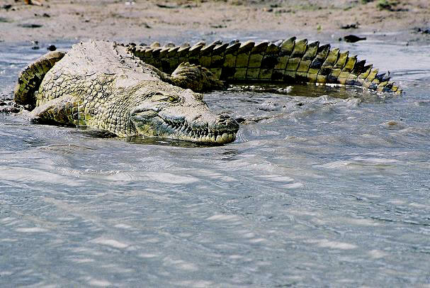 p>尼罗鳄(学名 i>crocodylus niloticus/i,是非洲最大的鳄鱼和最