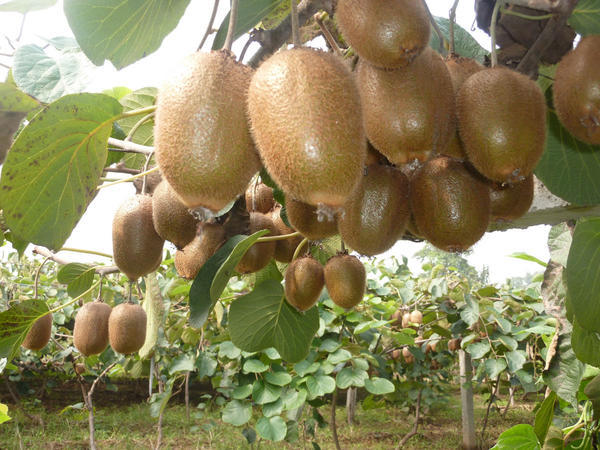 p></p></a>猕猴桃(学名:actinidia chinensis planch),也称奇异果(奇异果是