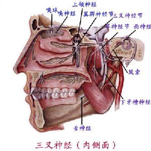 神经痛/a(trigminal neuralgia,是累及面部限于三叉神经的一支或几