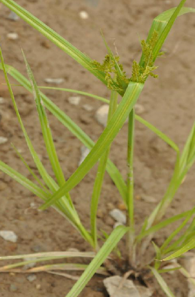 野席草