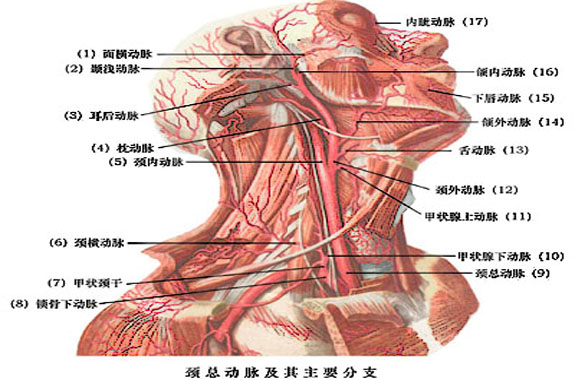 data-lemmaid="12258168">头颈部 /a>的主要动脉干