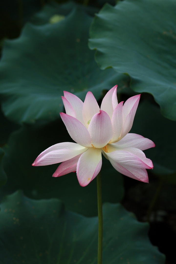  p>水芙蓉 i>(nelumbonucifera) /i>,即莲花,茎极短,叶呈辐射状生长