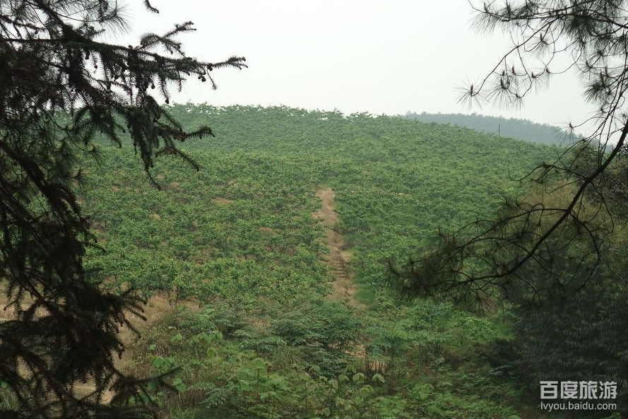 黄瓜山
