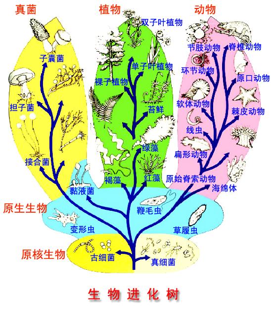 把生物划分为种和属等不同的等级,并对每一类群的形态结构和 a target