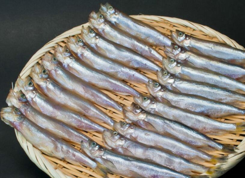 胡瓜鱼 全网资源