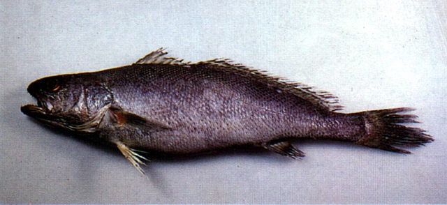  p></p></a>鮸(学名: i>miichthys miiuy /i>)是石首鱼科,鮸属鱼类.