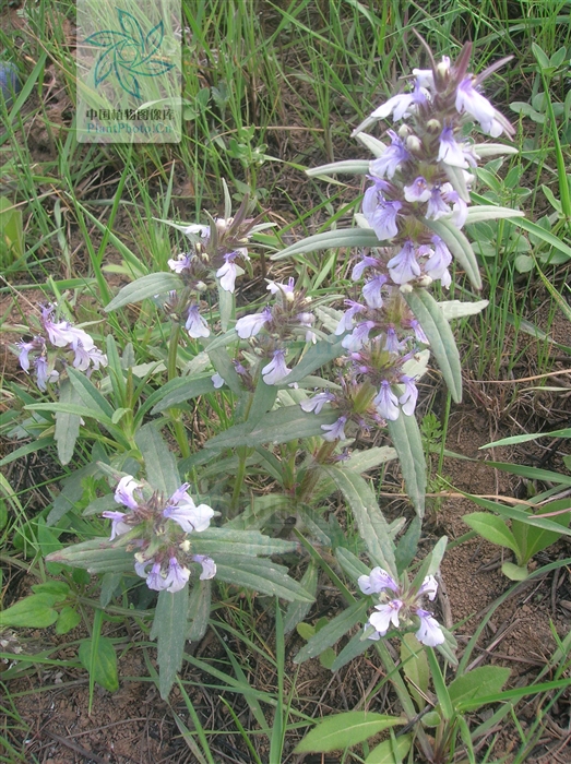 p b>线叶筋骨草/b(学名 b i>ajuga linearifolia/i/b,为