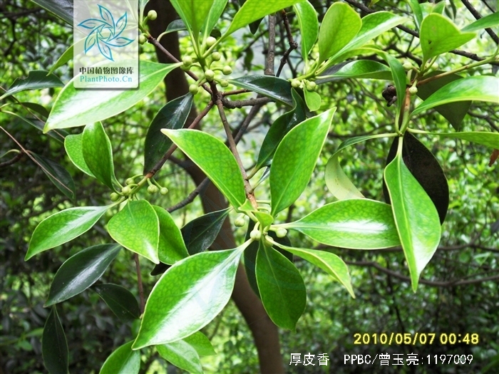 厚皮香