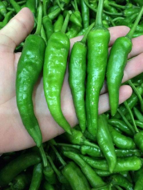  p></p></a>樟树港辣椒,湖南省岳阳市 a href=