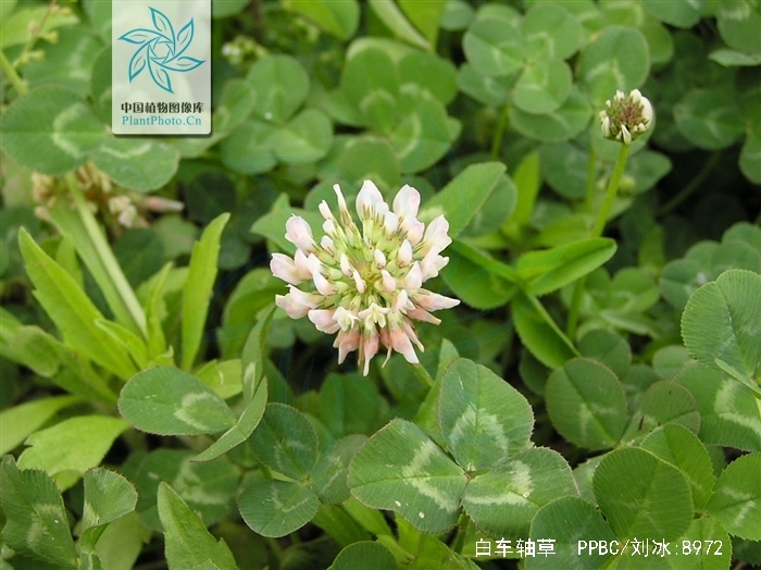 又名白三叶,白花 a target"_blank href"