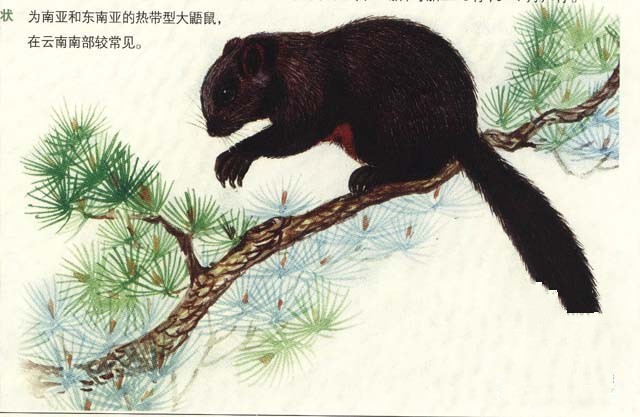 灰背大鼯鼠