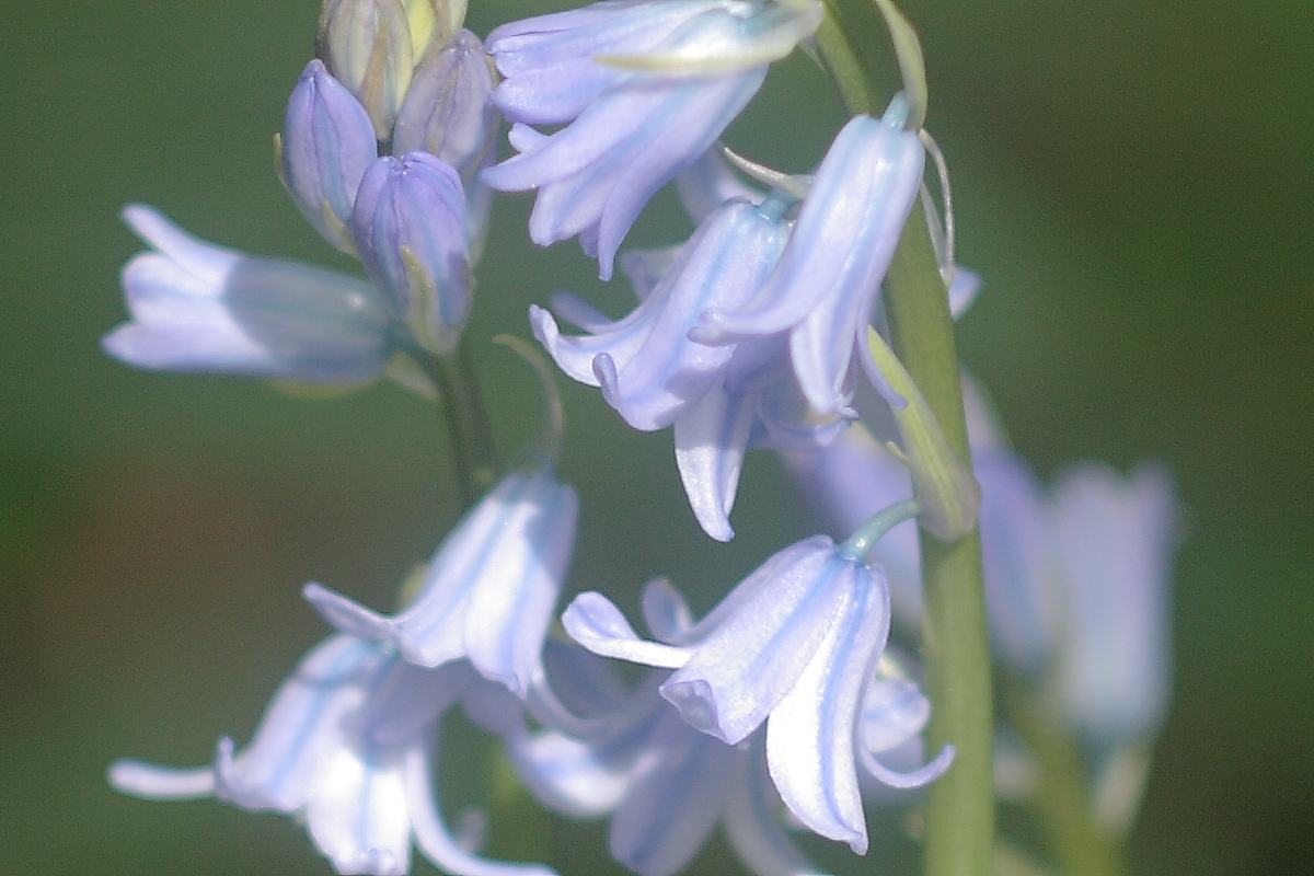 p>bluebell,又名蓝铃草,蓝铃花 a target"_blank href/item