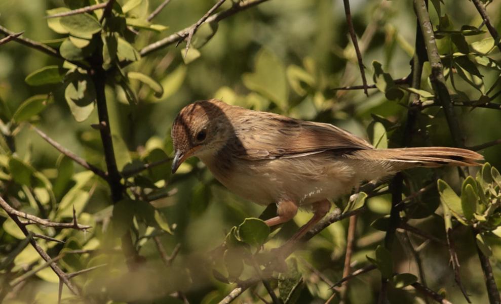  i>cisticola cinereola /i>,雀形目 a>鹟科 /a>扇尾莺属的一种鸟类