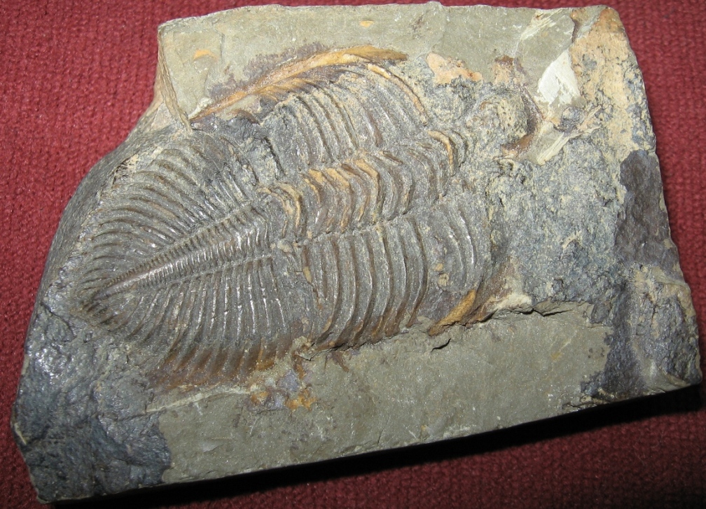 三叶虫化石