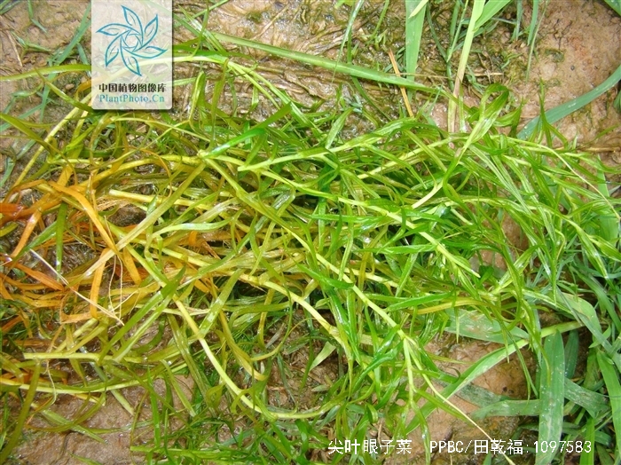 是眼子菜科眼子菜属植物,沉水草本植物,无根茎.