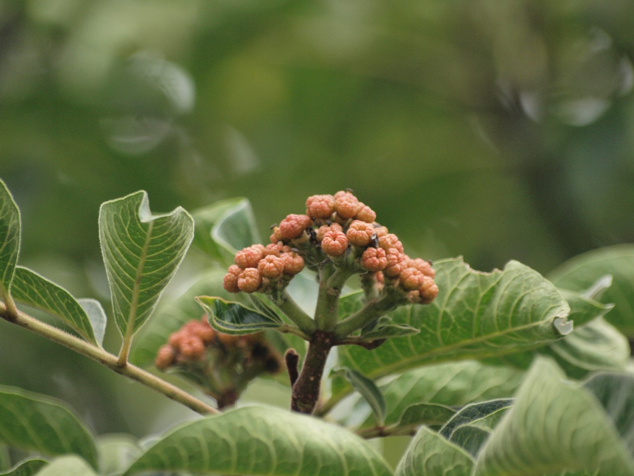 吴茱萸