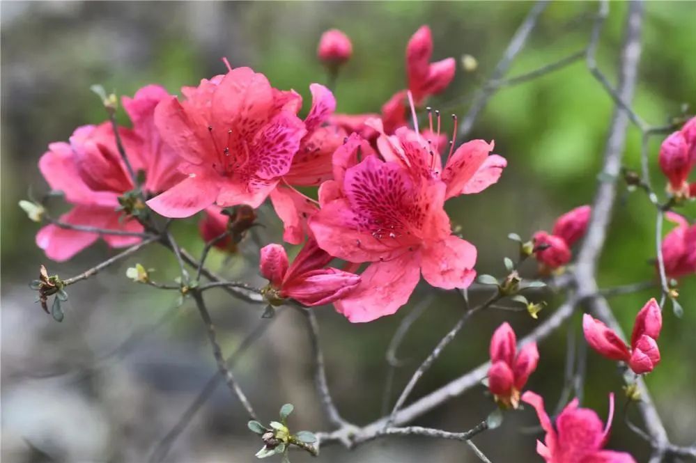 ɳʡֲ԰еû_ʡֲ԰Ʊ_2015ʡ¿