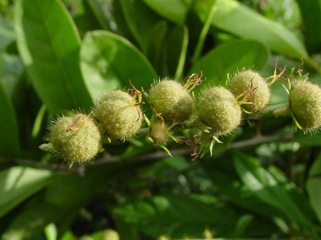 毛毛果 全网资源