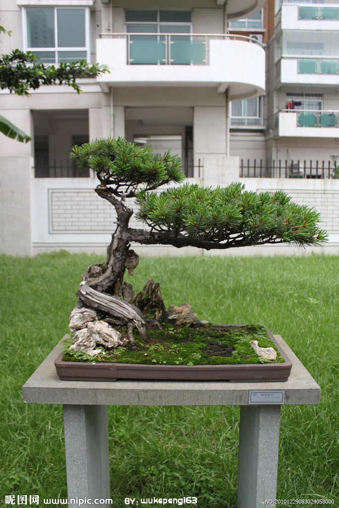 大阪松
