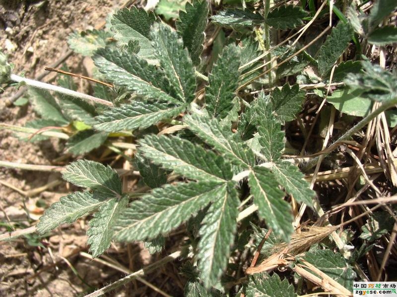 翻白委陵菜