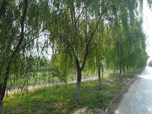 p></p></a>旱柳(salix matsudana koidz)落叶乔木,高达18米,胸径达80厘米,为