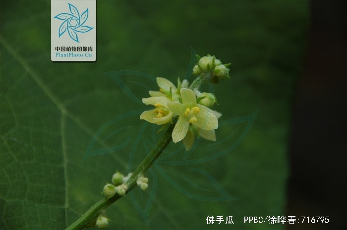 佛手瓜