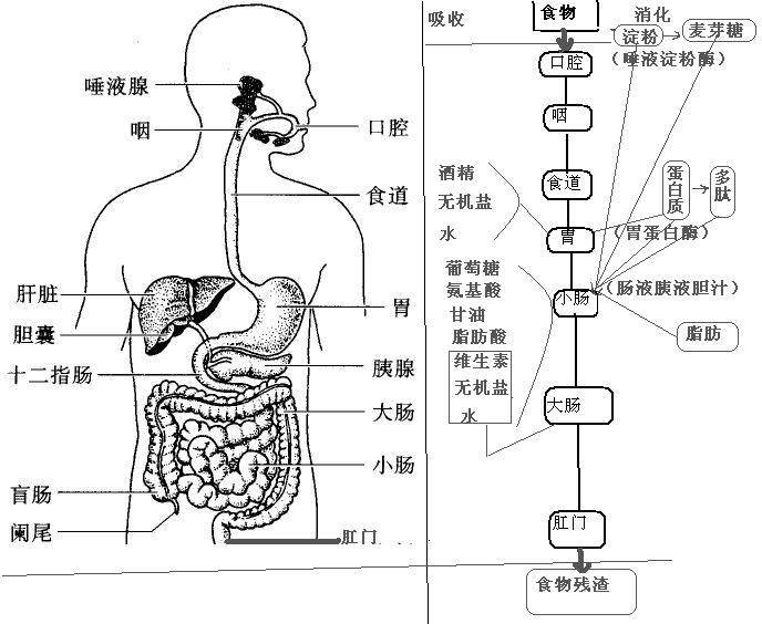 lemmaid="1266270">消化器官 /a>把食物变成可以被机体吸收养料的过程