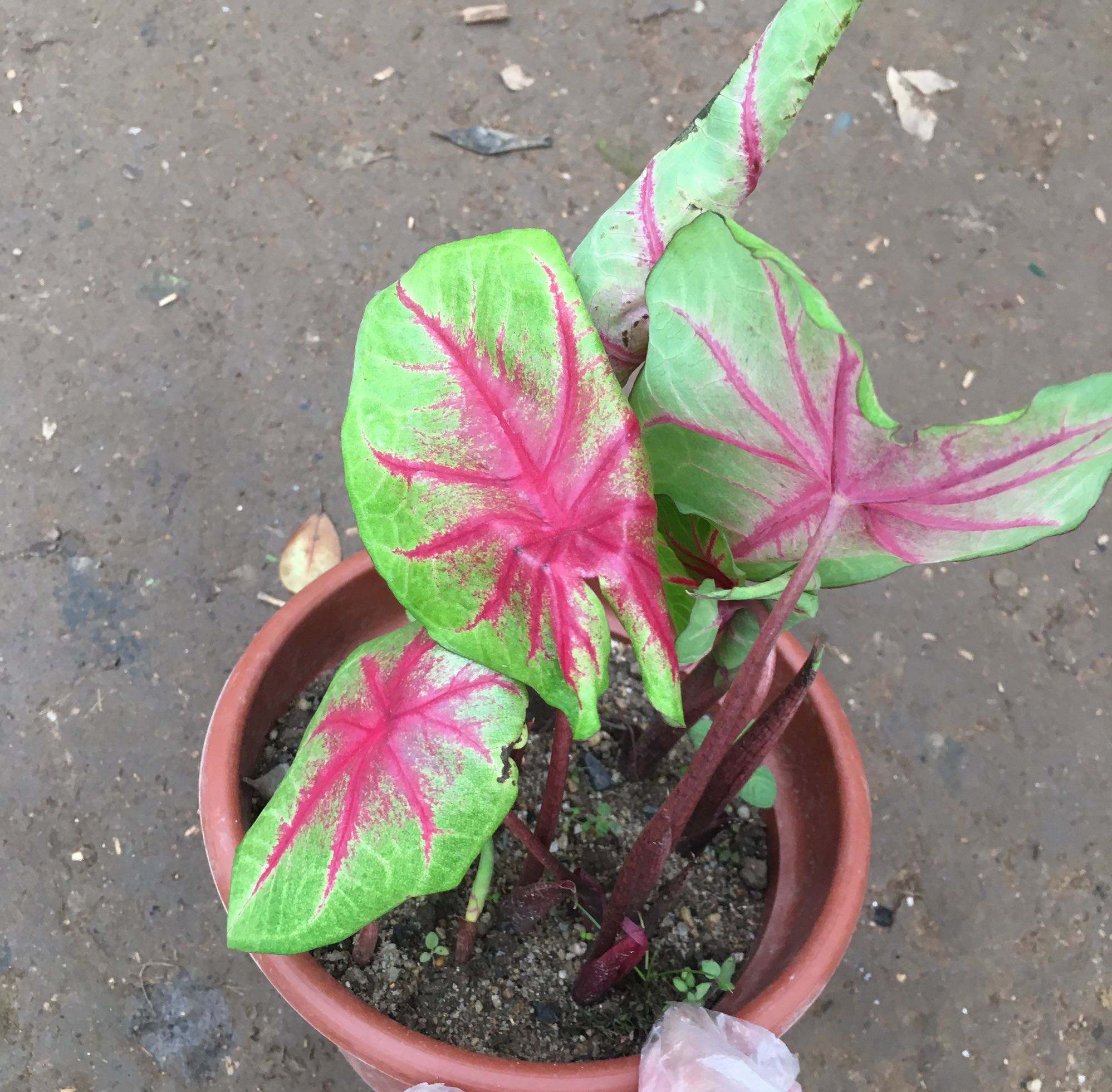 p>五彩芋(学名 i>caladium bicolor/i i(ait/i>vent.