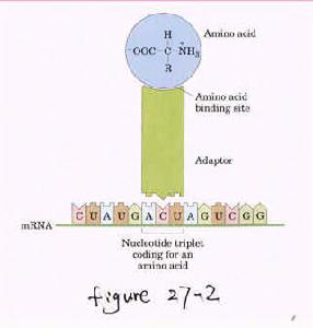 id"98123>dna/a>字符编码蛋白质的20种字符,三联密码子的个数为64