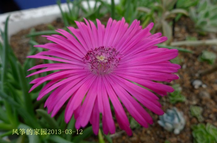 番龙菊