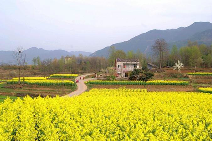2015汉中油菜花节