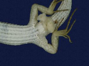 takydromus tachydromoides