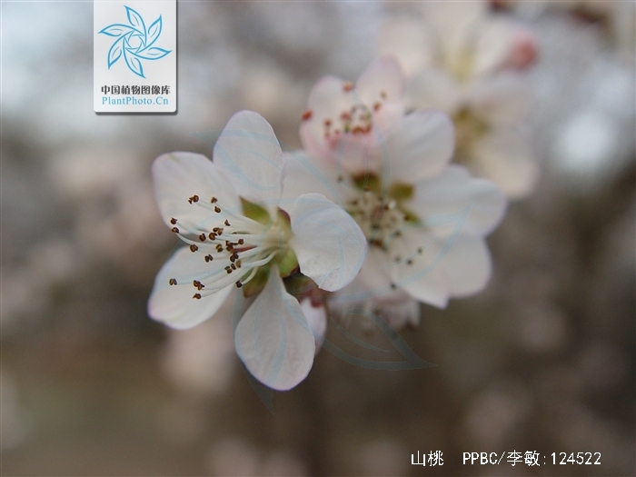 花桃