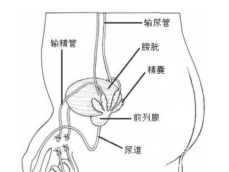 于活体触摸时,呈圆索状,有一定的坚实度.