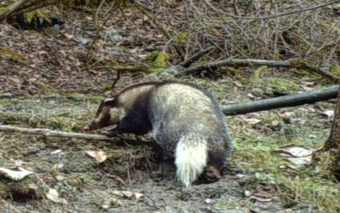 獾咖狨野生动物保护区