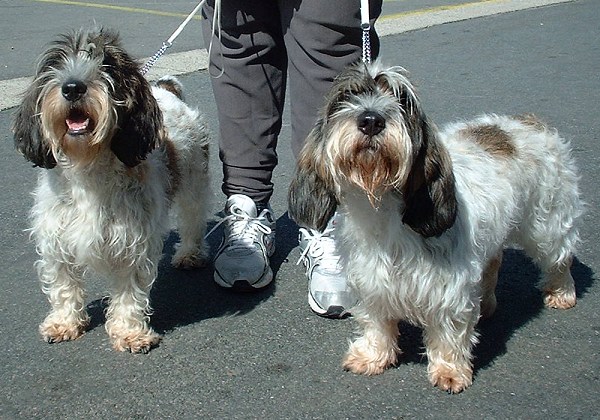 小型格里芬巴塞特犬