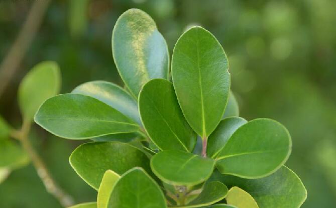 p>全缘冬青(学名 i>ilex integra/i thunb.