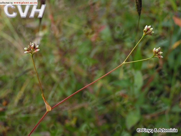 p>箭蓼即箭叶蓼(polygonum sieboldii meisn.