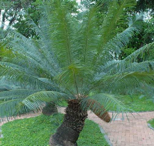 为植物云南苏铁 i>cycas siamensis/i miq.的根,叶,茎,花(孢子叶.