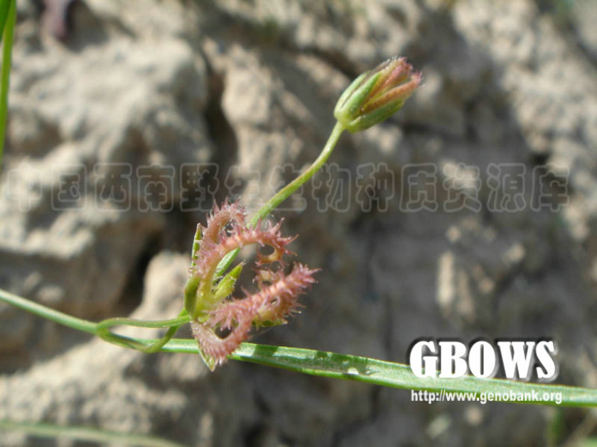 p>蝎尾菊属(学名:koelpinia pall.