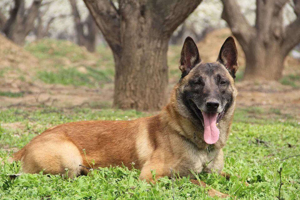 马里努阿犬